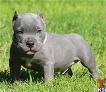 american pit bull puppy posted by Exotic Bully